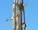 Migrating birds in November