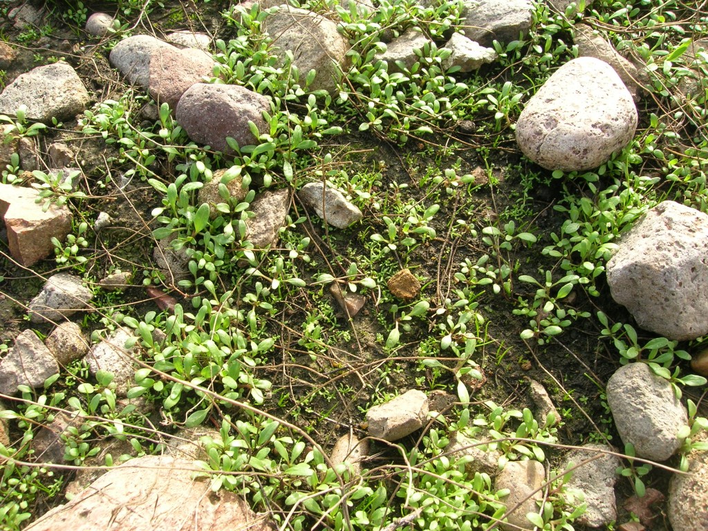 Mesa Mint with Fairy Shrimp