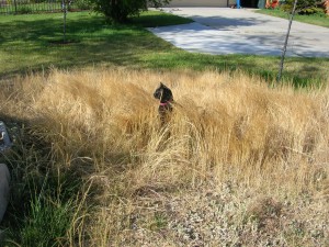 Scouty prefers native grasses