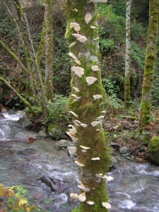 Fungi tree