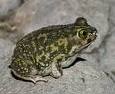 Spadefoot toad