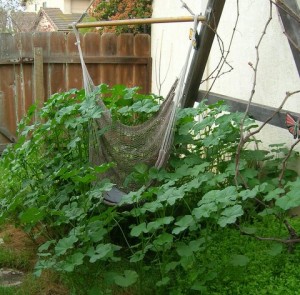 Native hollyhock and chair to watch the clouds