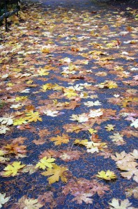 Autumn Leaves, Orleans